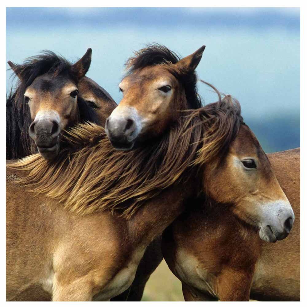 Loving Horses - 3x49pc - Image 4