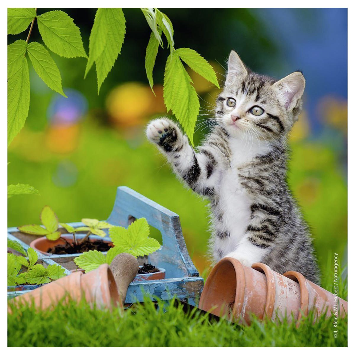 Kittens - 3x49pc - Image 2