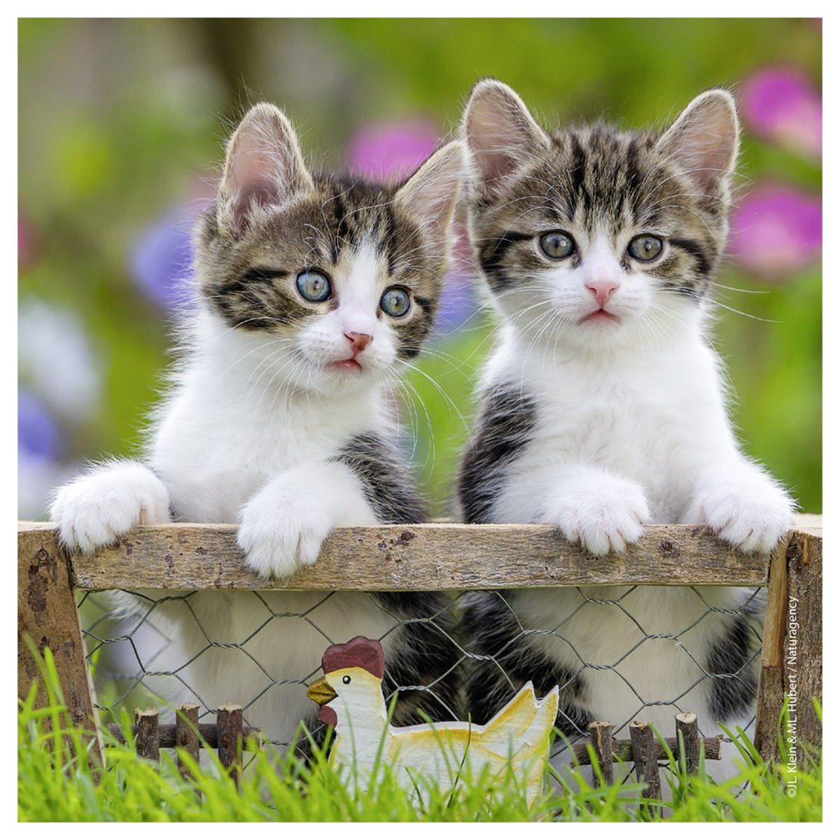 Kittens - 3x49pc - Image 3