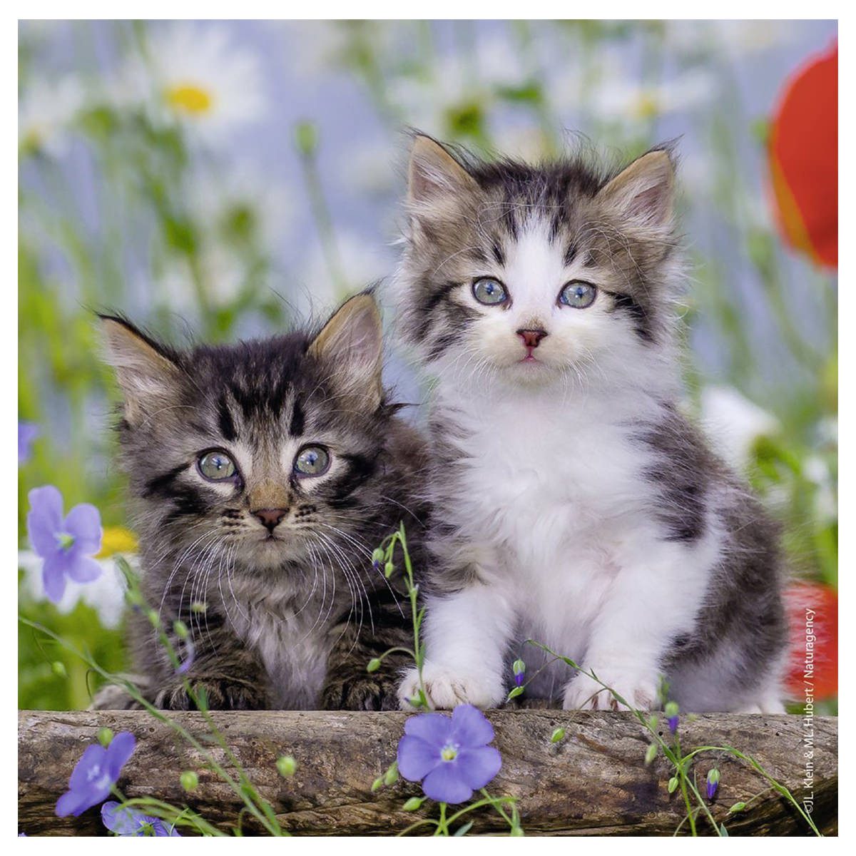 Kittens - 3x49pc - Image 4