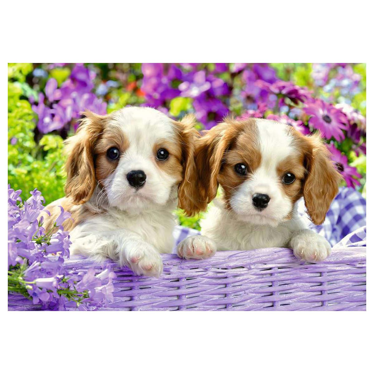 Me and My Pal - 2x24pc - Image 2