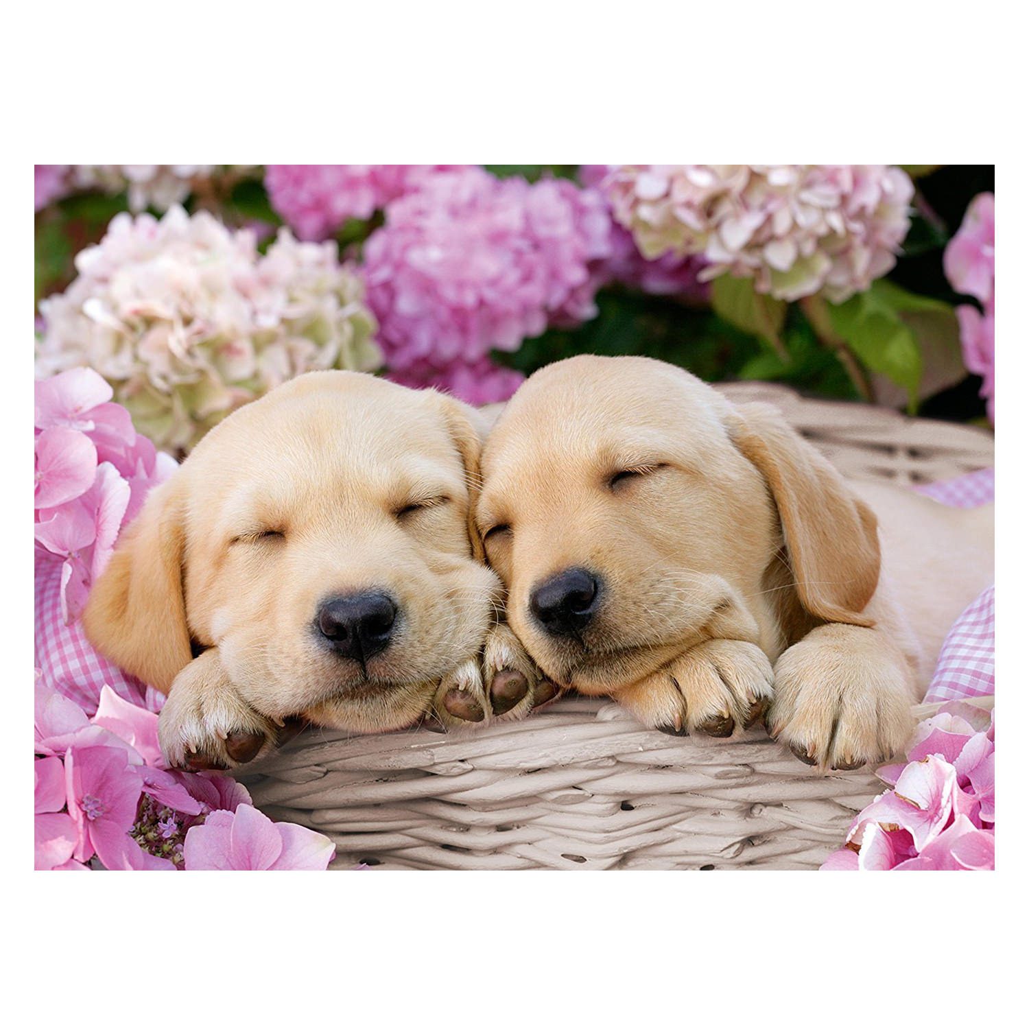 Sweet Dogs - 300pc - Image 2