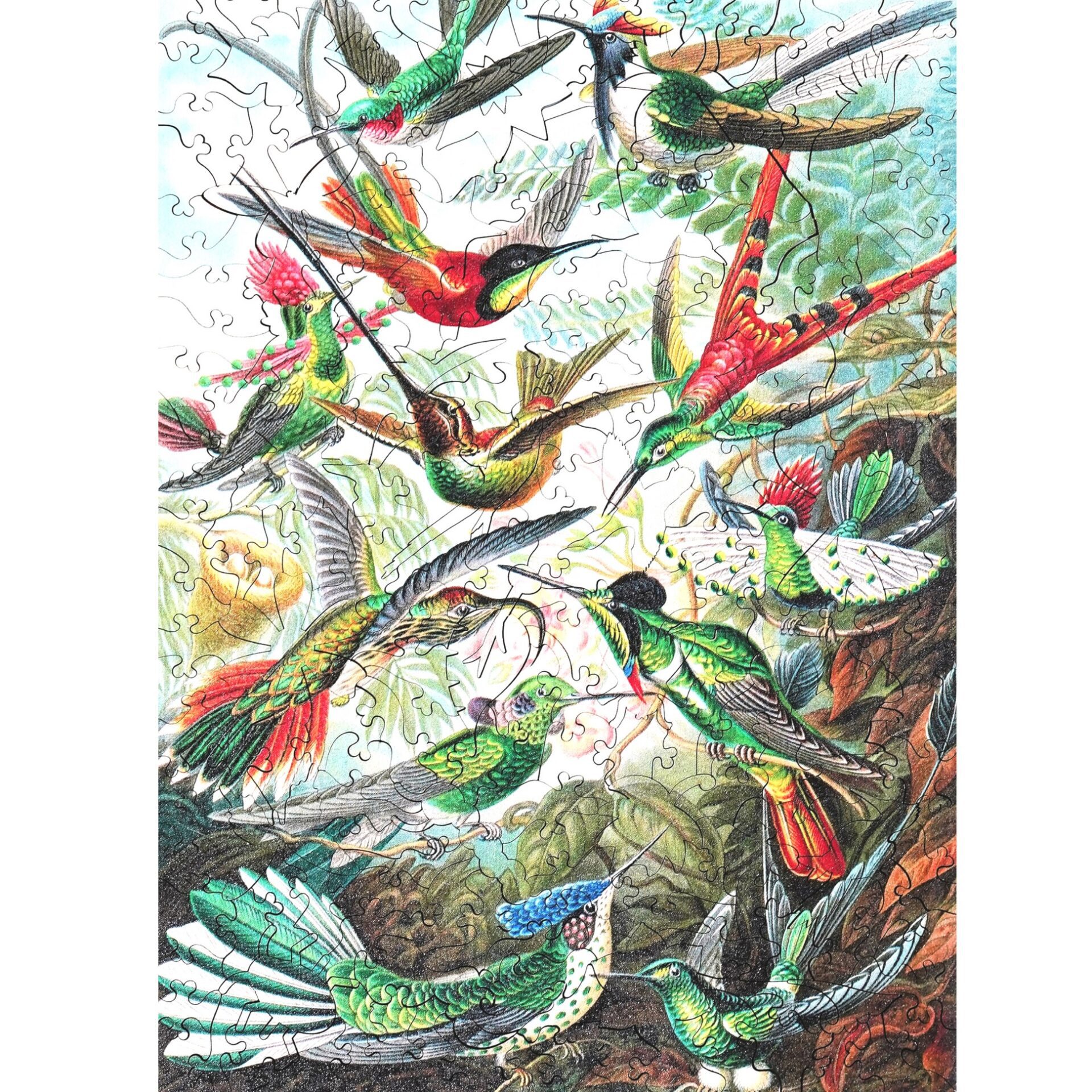 Hummingbirds (Ernst Haeckel) - Wooden Jigsaw Puzzle - 228pc