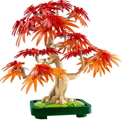 Botanicals - Japanese Red Maple Bonsai Tree - Image 3